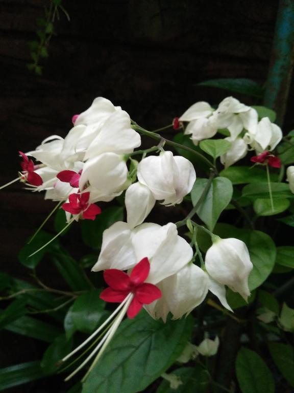 Phu Quoc An Guesthouse Esterno foto